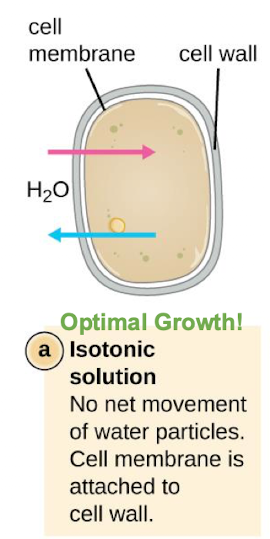 <p>No net movement of water particles, Cell membrane is attached to cell wall</p>