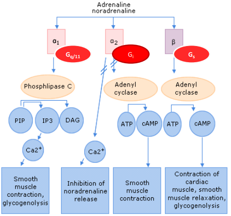 <p><strong>Receptors:</strong> Noradrenaline acts on different receptors in the brain, similar to peripheral receptors.</p><ul><li><p class=""><strong>α1 receptors:</strong> Coupled to the phospholipid pathway via Gq proteins, leading to excitatory effects.</p></li><li><p class=""><strong>α2 receptors:</strong> Coupled to Gi proteins, inhibiting adenylate cyclase, leading to inhibitory effects.</p></li><li><p class=""><strong>β receptors:</strong> Coupled to Gs proteins, stimulating adenylate cyclase, resulting in excitatory effects.</p></li></ul><p class=""><strong>Neuronal activity:</strong> These receptors are expressed by neurons in the brain and regulate various functions depending on the type of receptor activated.</p><p class=""><strong>Excitatory and inhibitory effects:</strong></p><ul><li><p class="">α1 and β receptors are excitatory.</p></li><li><p class="">α2 receptors are inhibitory.</p></li></ul><p></p>
