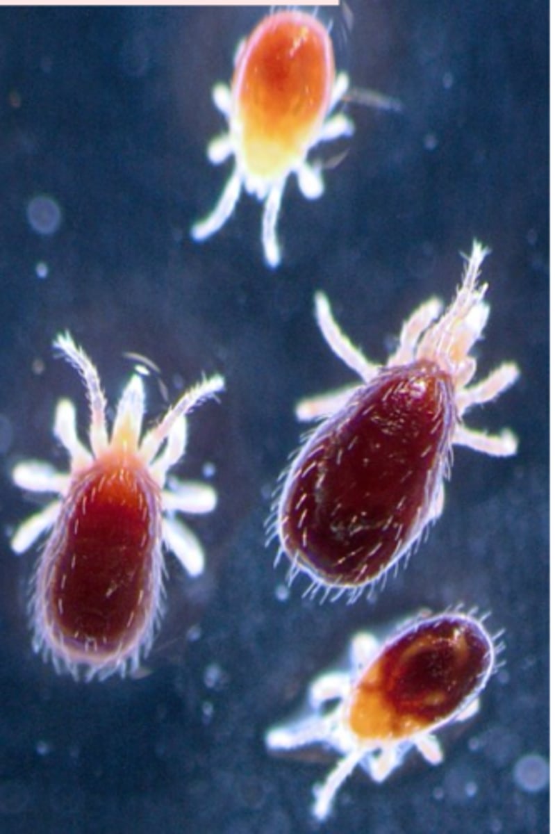 <p>• Clinical signs;</p><p>Mites may be found on the birds during the day and night;</p><p>Mites may be seen crawling on the eggs/hands of the personnel handling poultry/eggs</p>