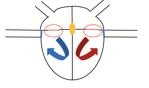 <p>AV node transmits the AP between the atria and ventricles with a lag. Atria finished contracting, ventricles waiting for the AP wave. Blood packed in ventricles, all valves are closed.</p><p>In between atrial and ventricular contraction.</p>