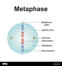 <p>What is the basic knowledge of what happens during Metaphase in <mark data-color="purple">MITOSIS</mark>?</p>