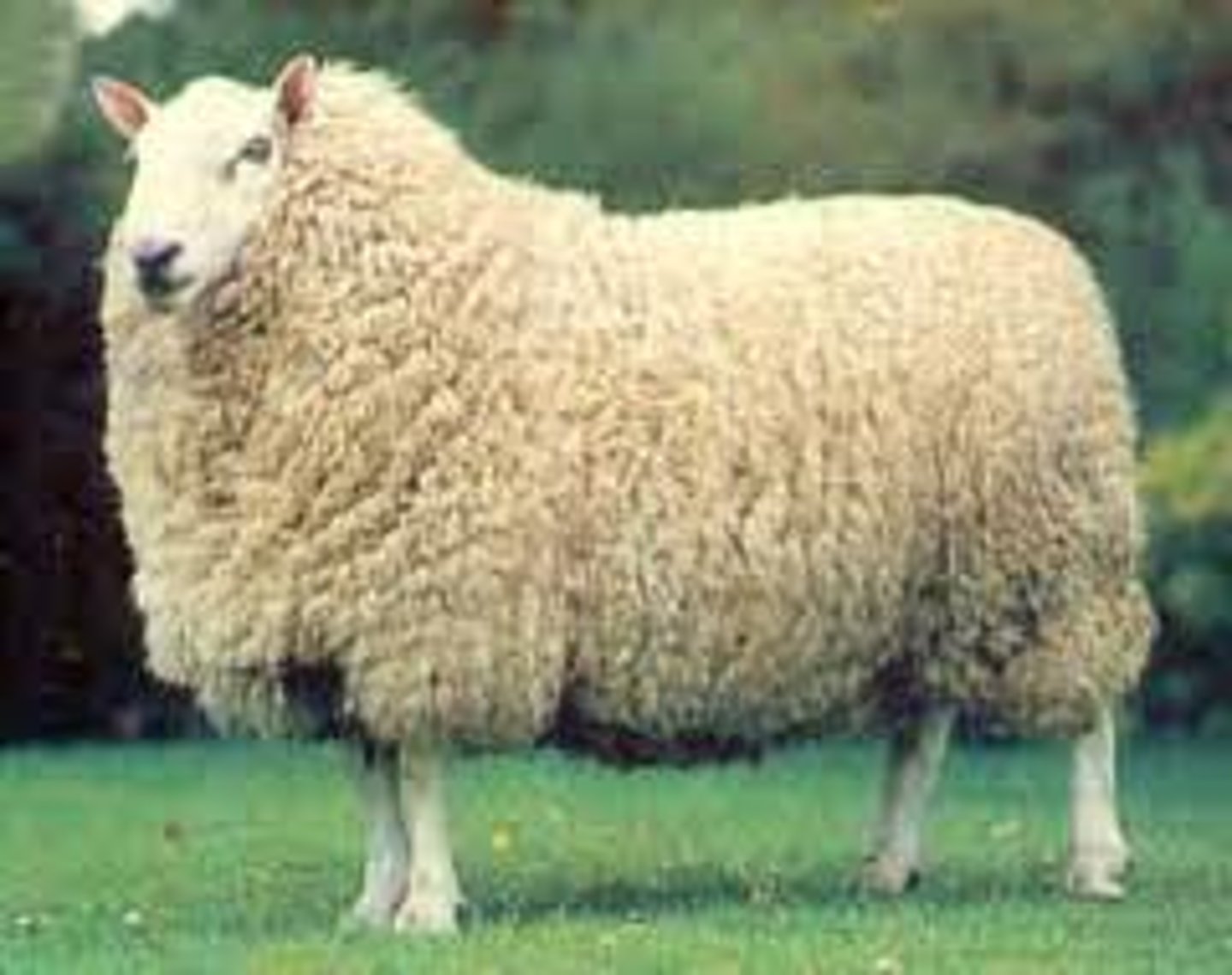 <p>meat type or medium-wool sheep breed:</p><p>white head, ears and legs with no wool, erect ears; tough, not good sheep; handle rough environments/bad conditions in England</p>