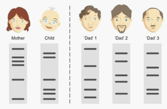 <p>70. Who is the father?&nbsp;</p><table style="min-width: 50px"><colgroup><col><col></colgroup><tbody><tr><td colspan="1" rowspan="1"><p class="p1">a.</p></td><td colspan="1" rowspan="1"><p class="p1">Dad 1</p></td></tr><tr><td colspan="1" rowspan="1"><p class="p1">b.</p></td><td colspan="1" rowspan="1"><p class="p1">Dad 2</p></td></tr><tr><td colspan="1" rowspan="1"><p class="p1">c.</p></td><td colspan="1" rowspan="1"><p class="p1">Dad 3.</p></td></tr></tbody></table><p></p>