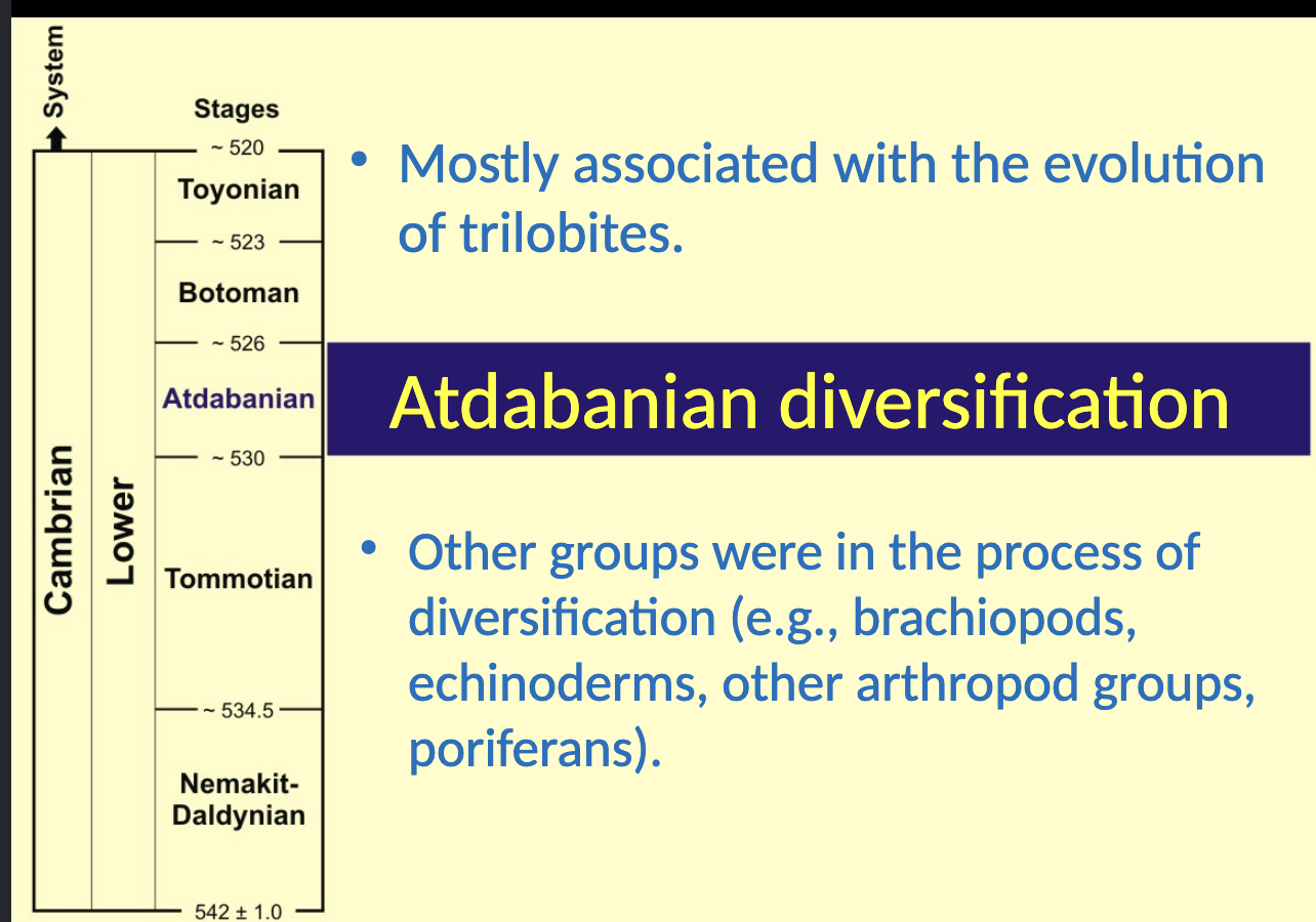<p>Atdabanian diversification </p><ul><li><p><span style="color: rgb(255, 254, 254);">Mostly associated with the evolution of TRILOBITES </span></p></li><li><p><span style="color: rgb(255, 254, 254);">Other groups were in the process of DIVERSIFICATION </span><span style="color: rgb(255, 254, 254);"><span>(e.g., brachiopods, echinoderms, other arthropod groups,</span><span><br></span><span>poriferans).</span></span></p></li></ul><p></p>