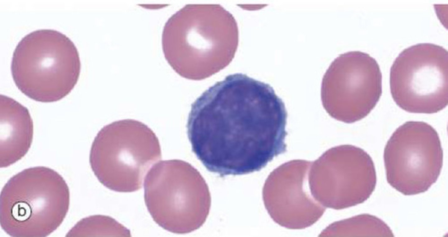 <p>White blood cells which constitute 20-50% of circulating leukocytes.</p><p>5-20uM in diameter</p><p>Appear spherical in histological preparations with thin strip of cytoplasm surrounding large but regularly shaped nucleus</p><p>B and T lymphocytes</p>