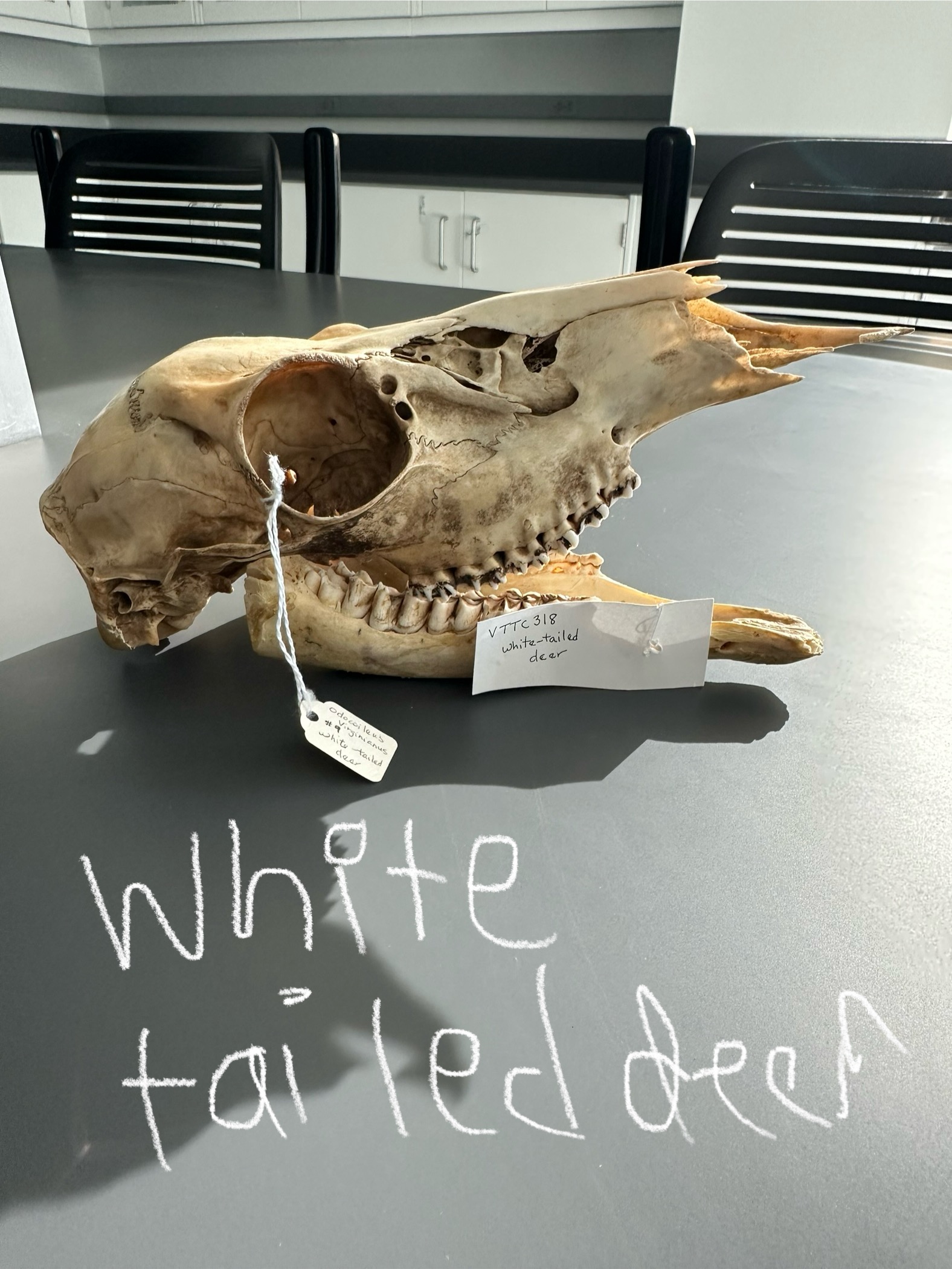 <p>What animal skull is this? </p>