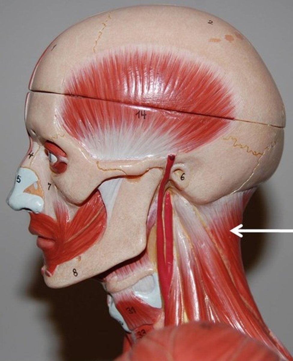 <p>Extends and hyperextends the head; Contraction of only one side laterally flexes and rotates the head and neck</p>