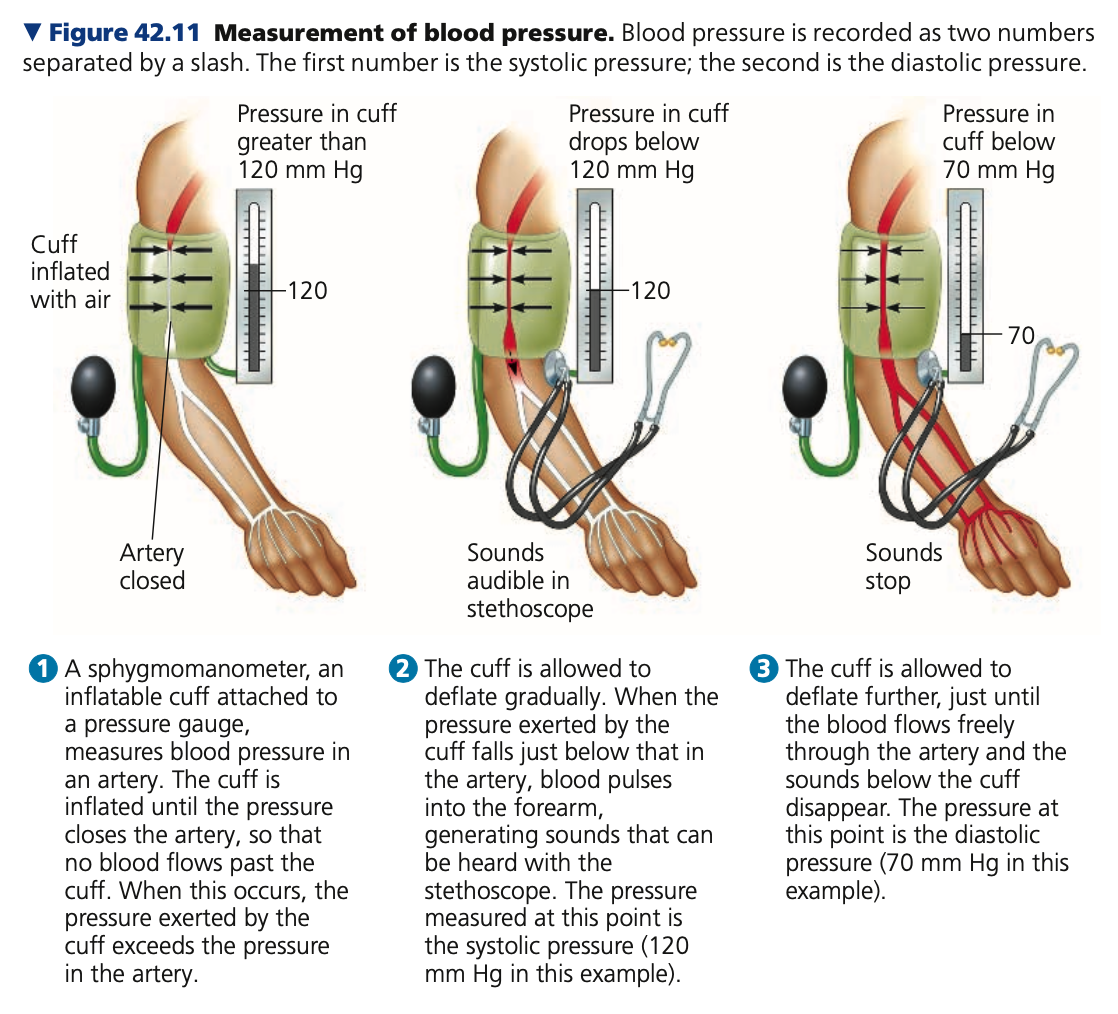 <p><strong>Blood pressure &amp; gravity</strong></p><ul><li><p>BP is generally measured for an _____ in the arm at the same height as the heart</p></li><li><p>For a healthy 20 year old human at rest, the arterial BP is:</p><ul><li><p>___ mm Hg (mercury) at systole</p></li><li><p>__ mm Hg at diastole</p><ul><li><p>Expressed as 120/70 (systole/diastole)</p></li></ul></li></ul></li></ul>
