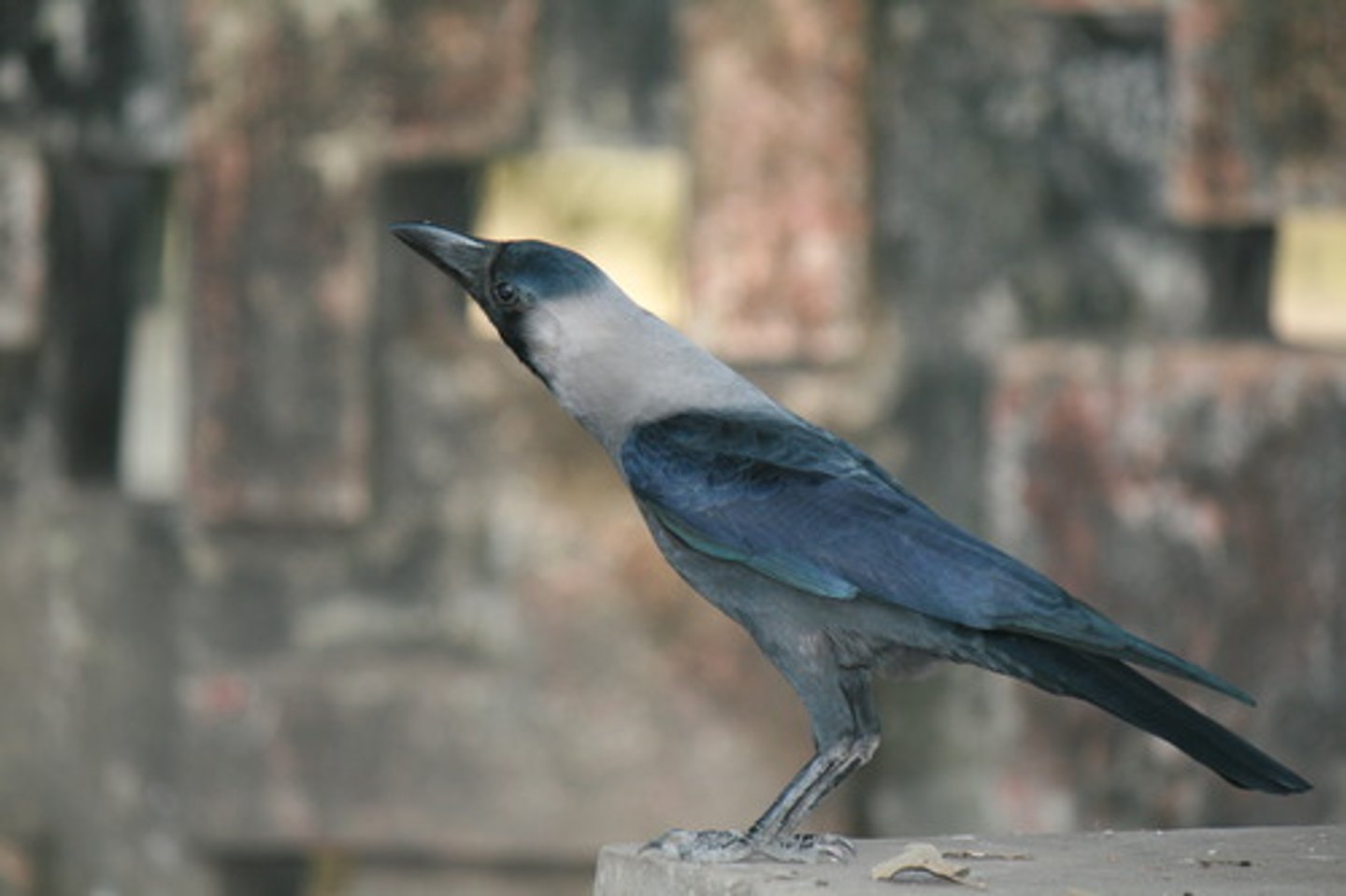 <p>The inductive processes of confirming hypotheses are fundamentally flawed. (Red rose, black crow-- Hempel)</p>