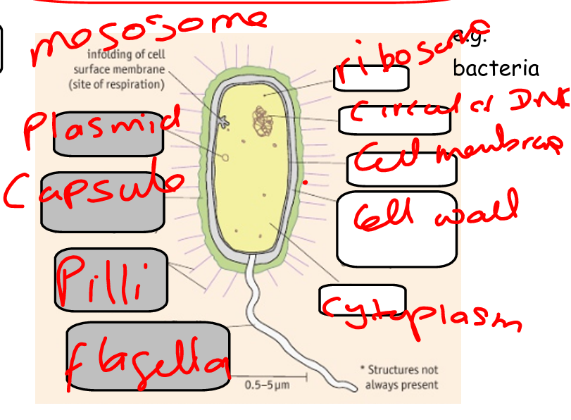 knowt flashcard image