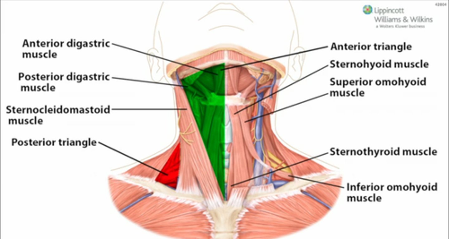 <p>- Mylohyoid</p><p>- Digastric (anterior and posterior bellies)</p><p>- Stylohyoid</p><p>- Omohyoid</p><p>- Sternohyoid</p><p>- Thyrohoid</p><p>- Sternothyroid</p>