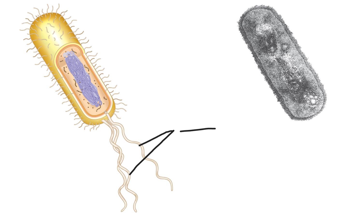 <p>what is this (a typical rod-shaped bacterium)</p>