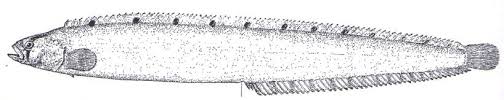 <p>Family Pholidae</p>