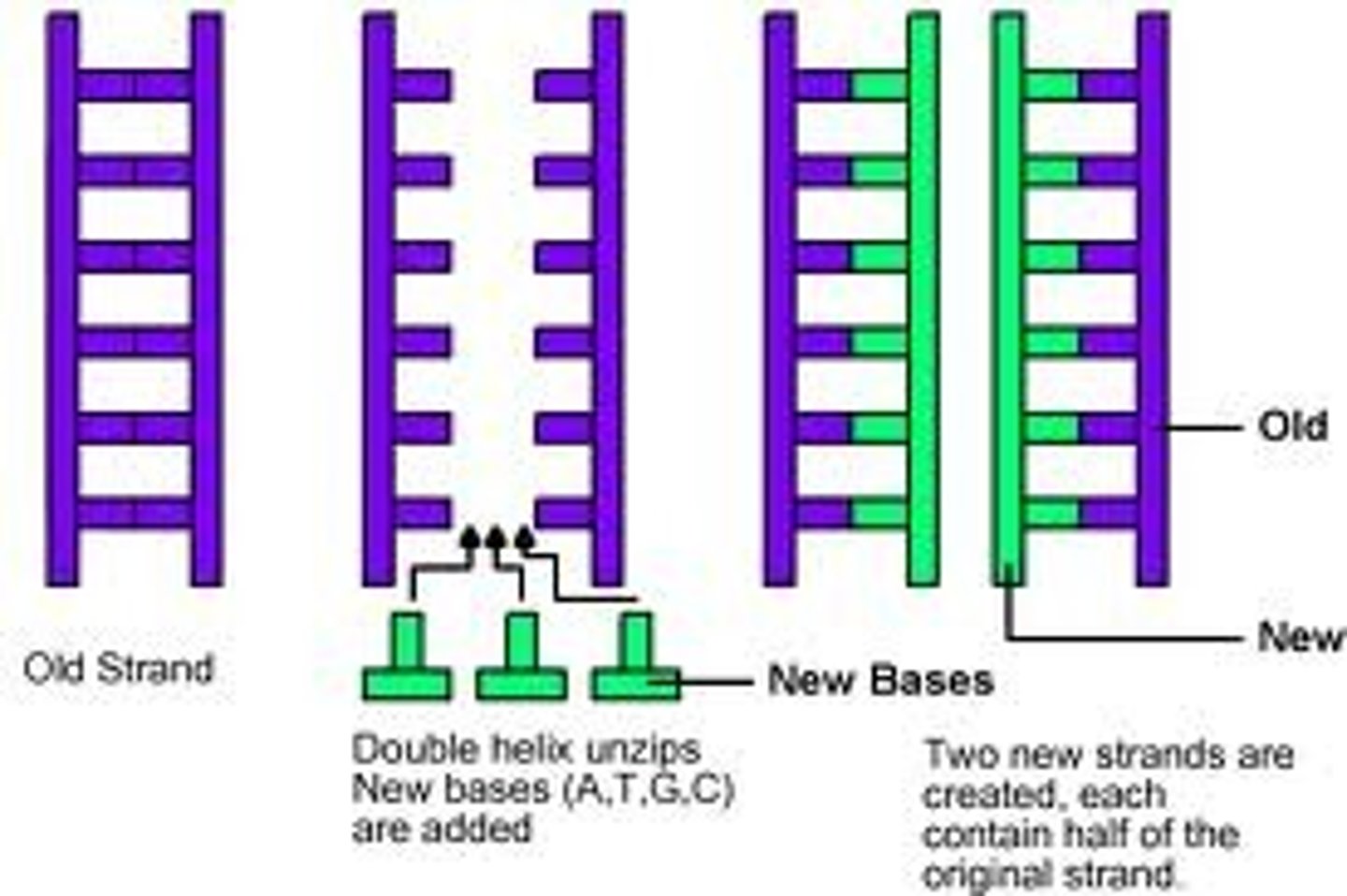 <p>Each new DNA molecule consists of one original and one new strand</p>