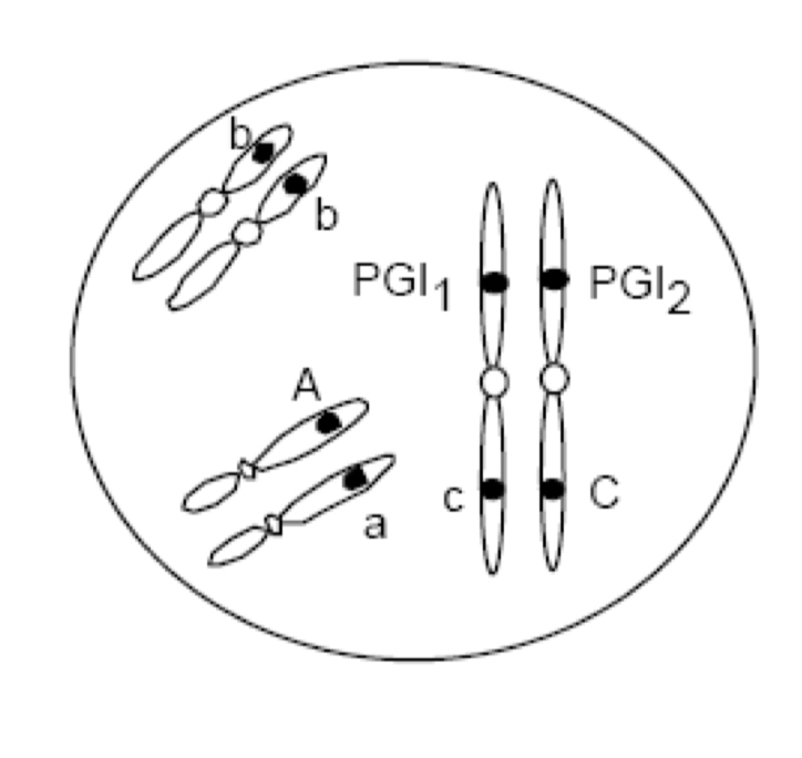 <p>How many pairs of chromosomes are shown? <br>How many genes are shown? Input numbers.</p>