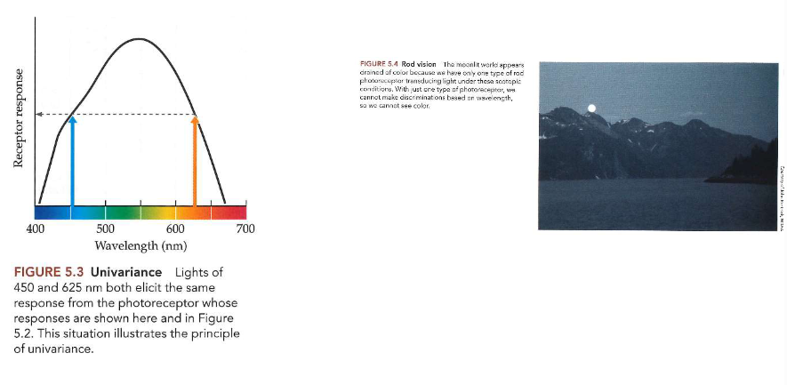<ul><li><p>output van enkele fotoreceptor: volledig dubbelzinnig</p><ul><li><p>output van enkele fotoreceptor op zichzelf → kan ons niets vertellen over golflengtes die hem stimuleren</p><ul><li><p>menselijke visuele systeem heeft dat probleem opgelost, maar niet onder alle omstandigheden</p></li></ul></li></ul></li><li><p>1 type staafjesfotoreceptor → met hetzelfde type fotopigmentmolecuul: rodopsine</p><ul><li><p>dus: allemaal dezelfde golflengtegevoeligheid</p></li><li><p>dus: enkel mogelijk om licht van donker te onderscheiden onder scotopische omstandigheden</p><ul><li><p>MAAR: onmogelijk om ermee kleuren te onderscheiden</p></li></ul></li></ul></li></ul><p>→ kleurenblindheid ‘s nachts: aanwijzing dat kleur psychofysisch is &amp; niet fysiek</p><ul><li><p>wereld die we zien onder heldere maan: niet fysiek ontdaan van kleur</p><ul><li><p>dezelfde mix van golflengte die overdag kleurwaarneming produceert, blijft aanwezig op maanverlichte nacht → maar we zien geen kleuren onder zwakke lichtbronnen zoals maanlicht</p><ul><li><p>want zwak licht stimuleert alleen staafjes &amp; output van die fotoreceptorvariant maakt geen kleurenzicht mogelijk</p></li></ul></li></ul></li></ul><p></p>