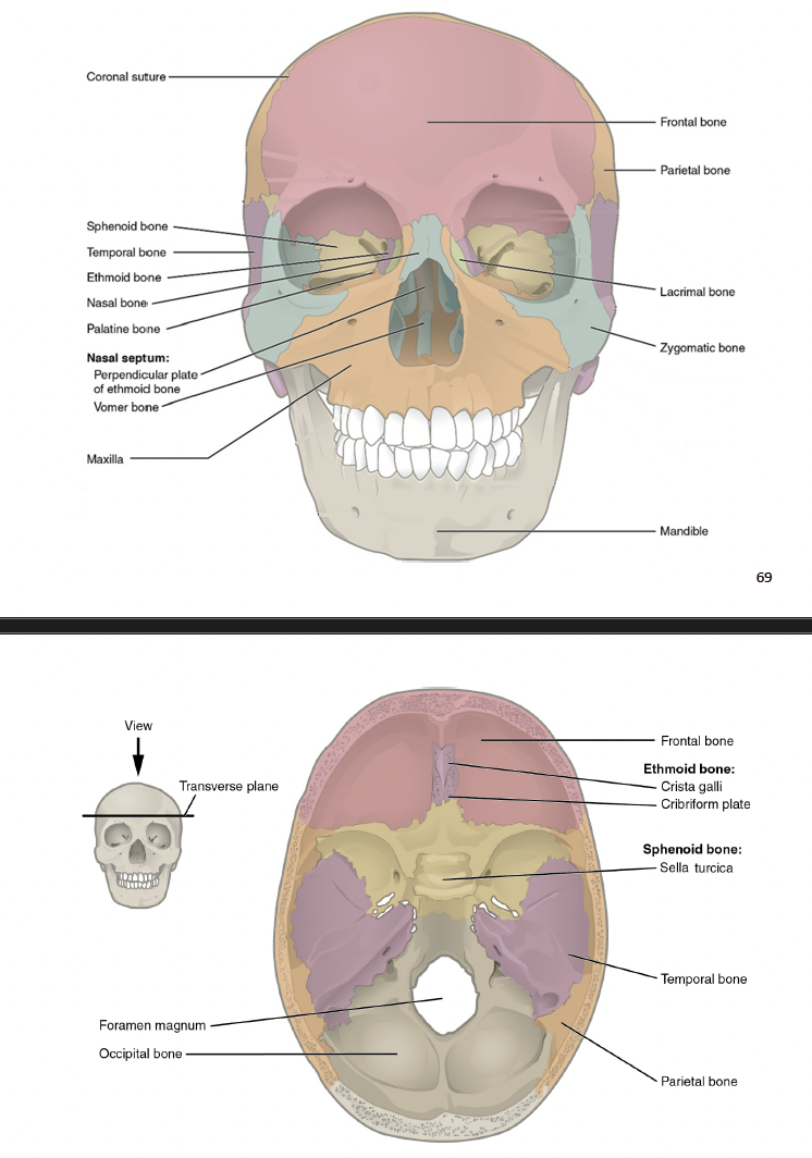 <ul><li><p>Crista galli: a raised crest inside the anterior cranium</p></li><li><p>Cribriform plates: An indented portion of the cranium floor</p></li><li><p>Cribriform foramina: small holes in the cribriform plate that allows the olfactory (smell) nerves to pass</p></li><li><p>Perpendicular plate: the anterior, superior part of the nasal septum</p></li></ul><p></p>