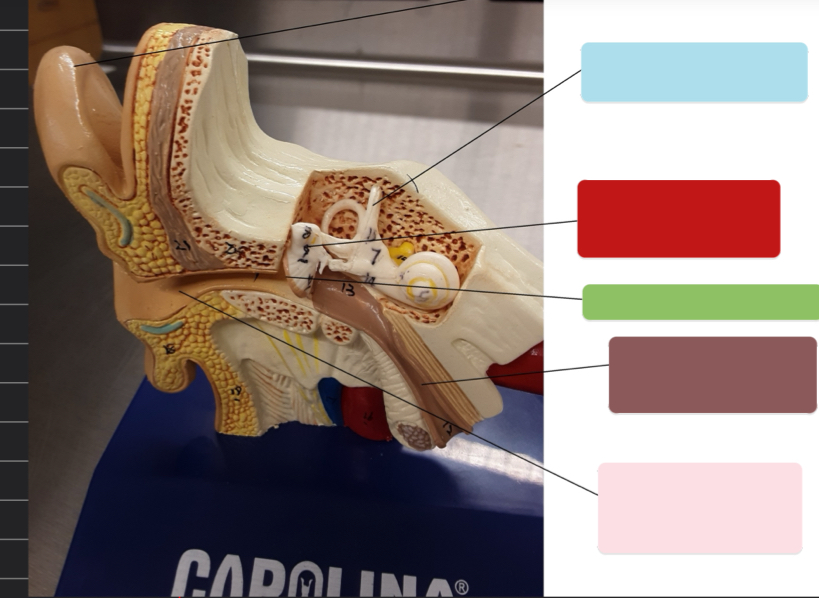 <p>What part of the ear is this? (Light blue)</p>