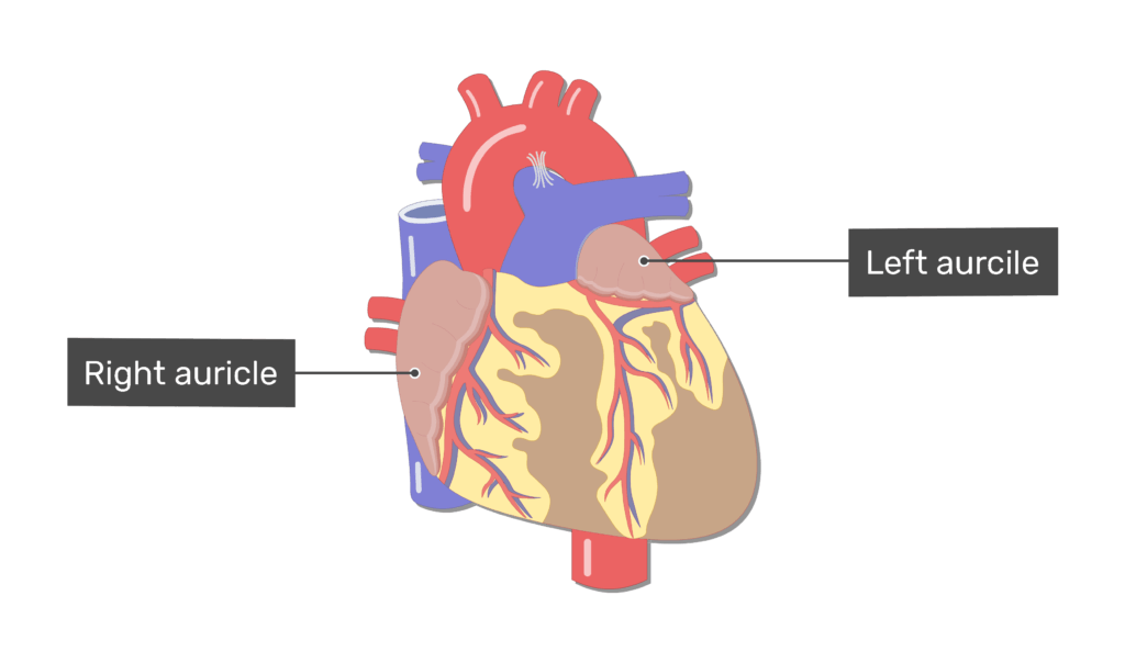 <p>Identify the ear like flaps that are attached to the top chambers of the heart.</p><p></p><table style="min-width: 25px;"><colgroup><col style="min-width: 25px;"></colgroup><tbody><tr><td colspan="1" rowspan="1" style="margin: 0px; padding: 0.3em; position: relative;"><p>Pectinate muscles</p></td></tr><tr><td colspan="1" rowspan="1" style="margin: 0px; padding: 0.3em; position: relative;"><p>Coronary sinus</p></td></tr><tr><td colspan="1" rowspan="1" style="margin: 0px; padding: 0.3em; position: relative;"><p>Atrium</p></td></tr><tr><td colspan="1" rowspan="1" style="margin: 0px; padding: 0.3em; position: relative;"><p>Auricle</p></td></tr></tbody></table><p></p>
