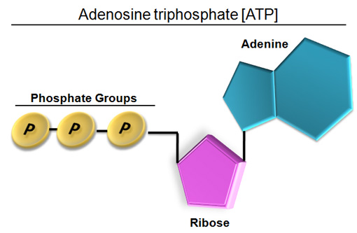 <p>it powers nearly all forms of cellular work</p><p>just ignore the ribose for now</p><p>has 3 phospate groups (triphosphate) with enrgy between the bonds and a adenosine</p>