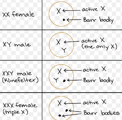 <p>genes in 1 X adapted to function as 1 copy…1 X is inactivated —&gt; Barr Body (if females had 2 active Xs, then 2x genes than males…no)</p>