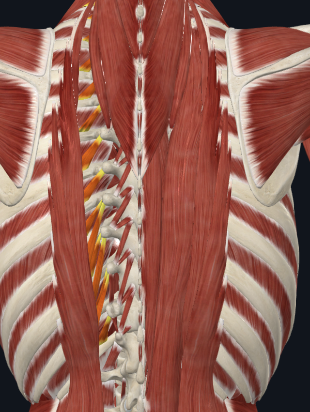 <p>What are these muscles</p>