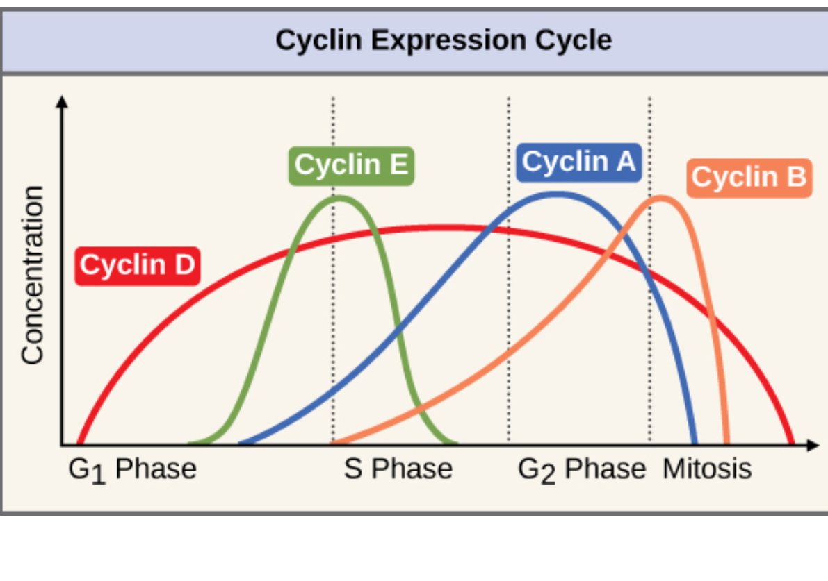 <ul><li><p><strong>Cyclins</strong> and <strong>Cdks</strong> (cyclin-dependent kinases).</p></li></ul><ul><li><p>They work together to <strong>move the cell forward</strong> to the next phase.</p></li><li><p>Cyclin levels rise and fall with each stage.</p></li><li><p>Internal and external signals can trigger increases in cyclin protein levels</p></li><li><p>Cdks (Cyclin-dependent kinases)<br>  • Only active when bound to cyclin &amp; phosphorylated<br>  • Phosphorylate target proteins → checkpoint progression</p></li></ul><p></p>