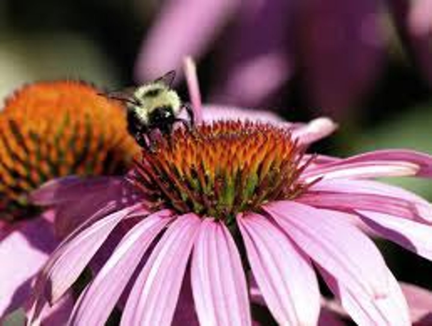 <p>A type of symbiosis where two individuals are able to benefit from each other (ex. bees pollinating flowers)</p>