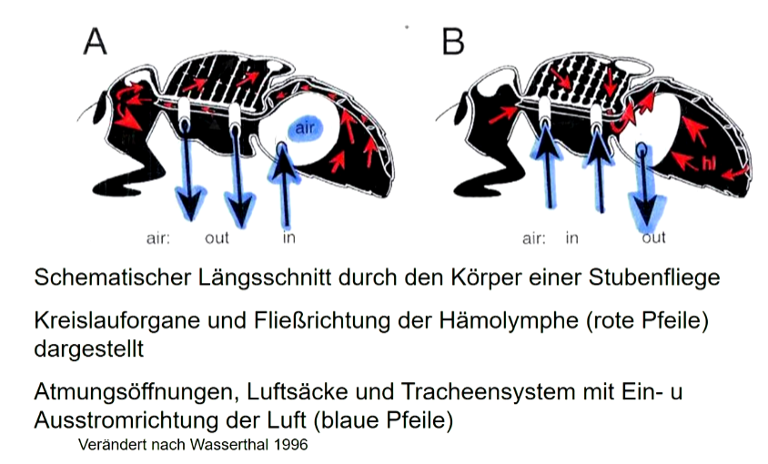 Tracheensysteme vieler Insekten funktionieren sehr effizient 

Funktionelle Verbindung zwischen Kreislauf und Atmung: Dehnung und Kompression von Luftsäcken durch unterschiedlichen Hämolymphdruck in verschiedenen Körperabschnitten