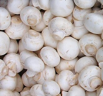 <p>Which fungi is this?</p>
