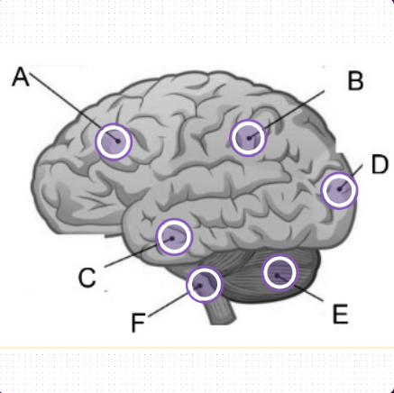 <p><span>Click on the spot that represents the temporal lobe which is deals with language, memory and auditory.</span></p>
