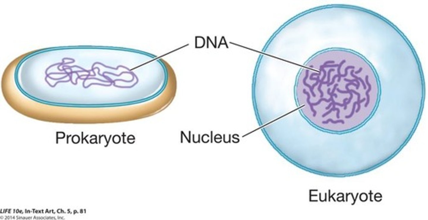 <p>Cells without a nucleus; simpler structure.</p>