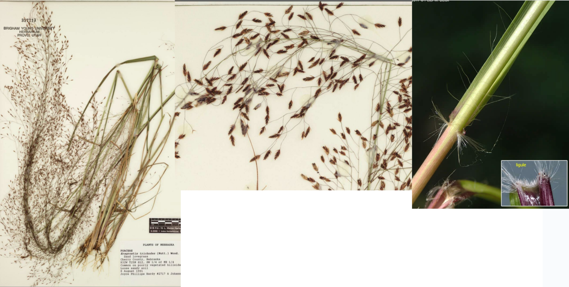 <p>Open panicle</p><p>Terminal spikelets on pedicel</p><p>Purple/red colored spikelets, lots of florets</p><p>Some hair on collar</p>