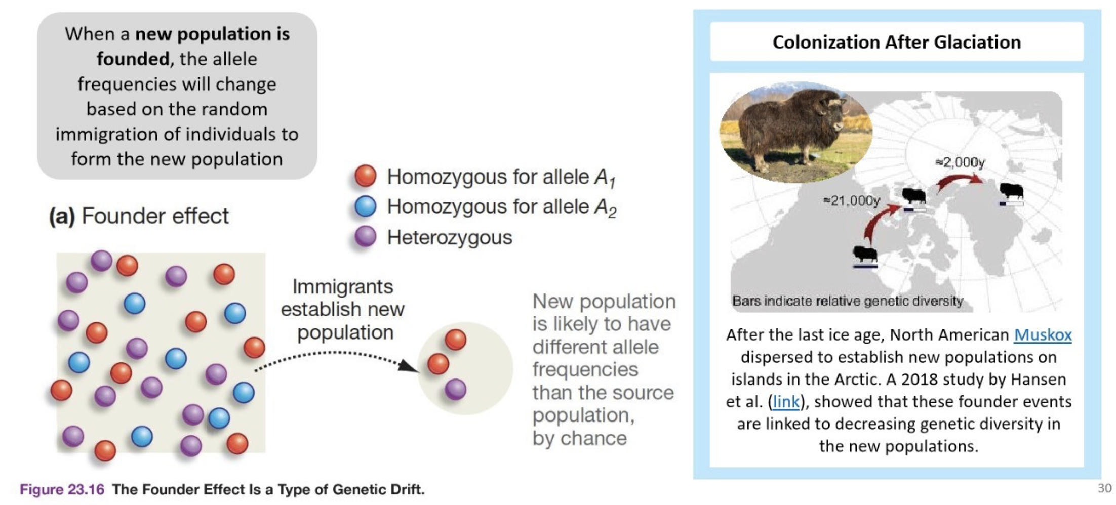 <p>(genetic drift)</p><p>When a new population is founded, the allele frequencies will change based on the random immigration of individuals to form the new population.</p>