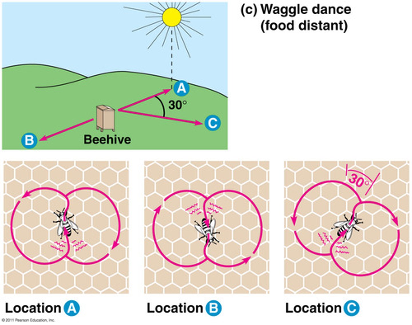 <p>1. Angle between food source and sun (which direction food is).</p><p>2. Distance of food source from hive</p><p>3. Food quality</p><p>4. Taste/smell of food</p>