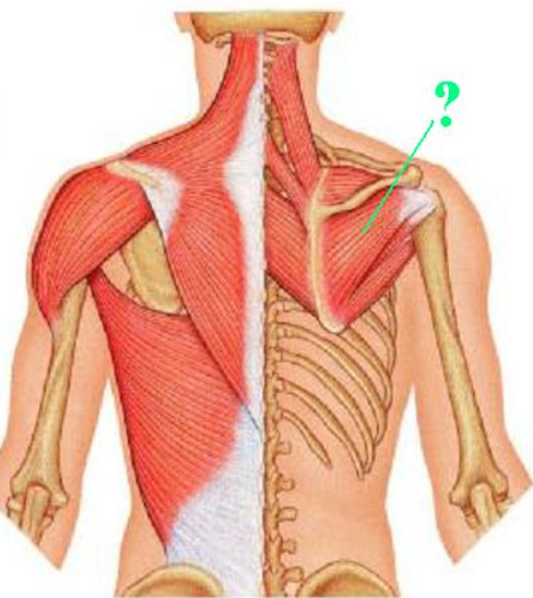 <p><span>Identify the indicated muscle.</span></p>