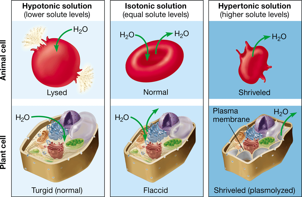 <p>-net movement of water out of the cell</p><p>-causes the cell to shrink</p><p>-higher concentration of solute</p>