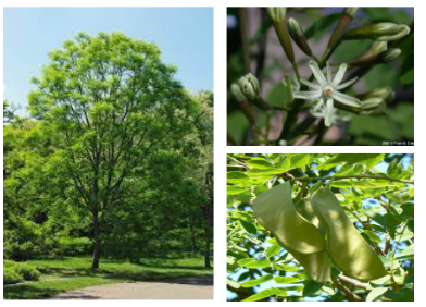 <p>-brown seed pods in fall -seedpods shorter and thicker -yellow green fall foliage -long, bare leaf stems dropped or still on tree in fall</p>