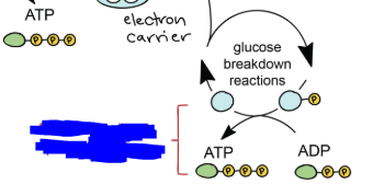 <p>A metabolic process by which ATP (or GTP) is produced by transferring a phosphate group directly from a high energy substrate molecule down to an ADP (or GDP) molecule.</p><p>This process happens in the breaking down of glucose molecules during cellular respiration specifically during the first stage, glycolysis.</p>