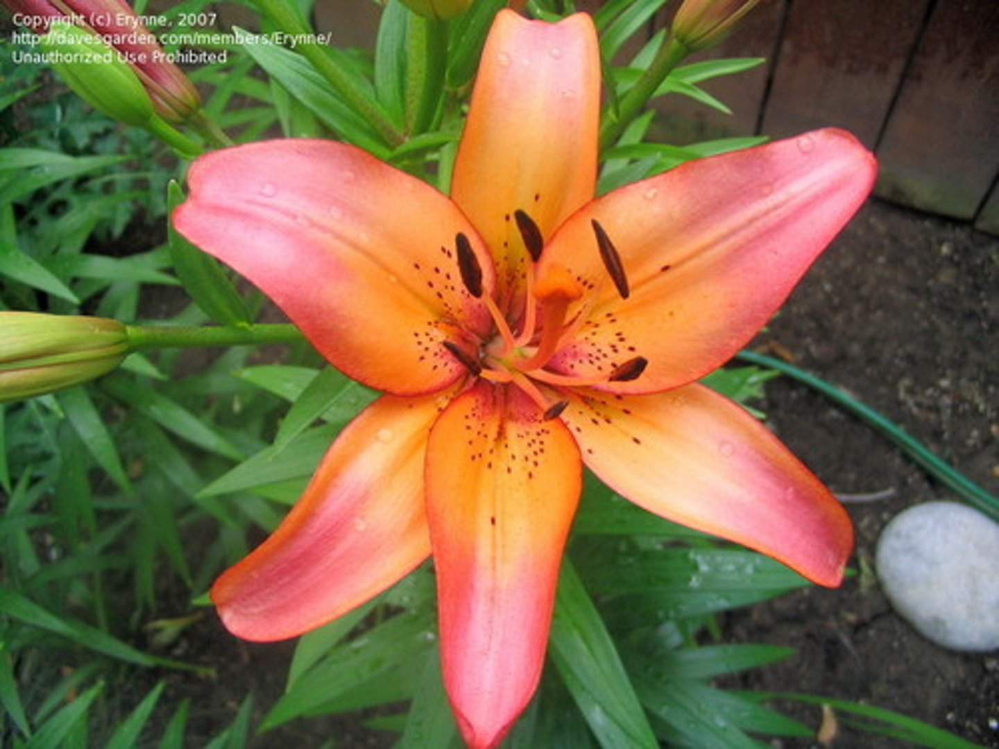 <p>Blooms come in many different colors</p><p>The "stem" that attaches each flower to the plant is longer than on an Easter lily</p>