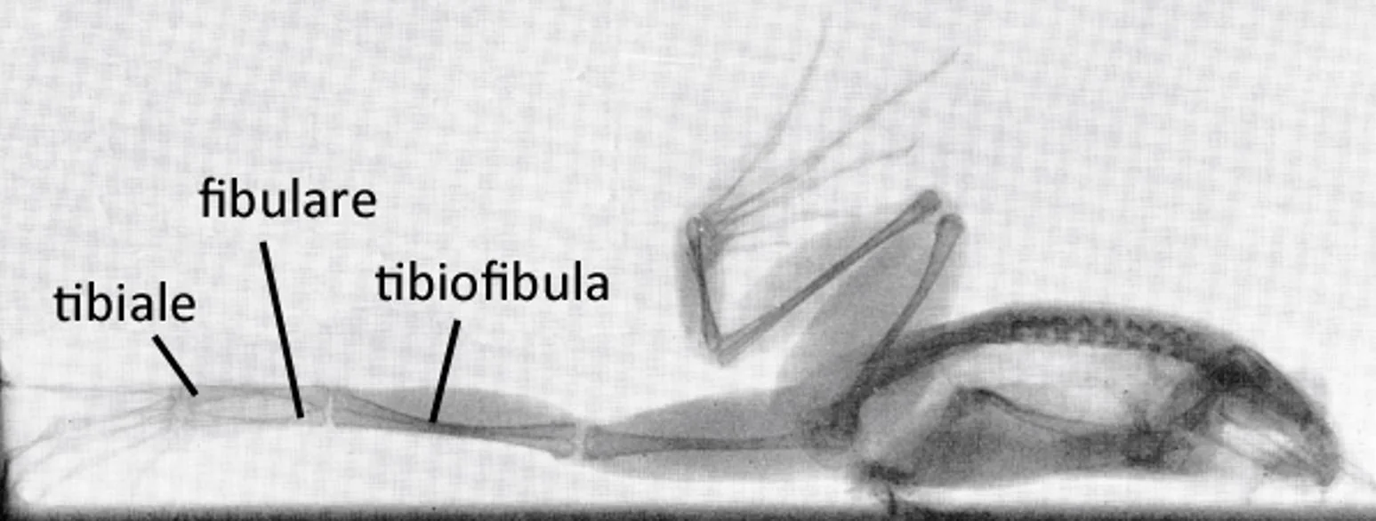 <ul><li><p><strong>Labyrinthodonts (extinct) &amp; anurans (frogs)</strong> → <strong>Prehallux</strong>, a vestigial (remnant) tarsal/metatarsal from a lost digit.</p></li><li><p>Anurans: elongated tibiale + fibulare (look like tibia + fibula).</p><ul><li><p>These attach to a <strong>fused tibiofibula</strong> → increases hopping ability.</p></li></ul></li></ul><p></p>
