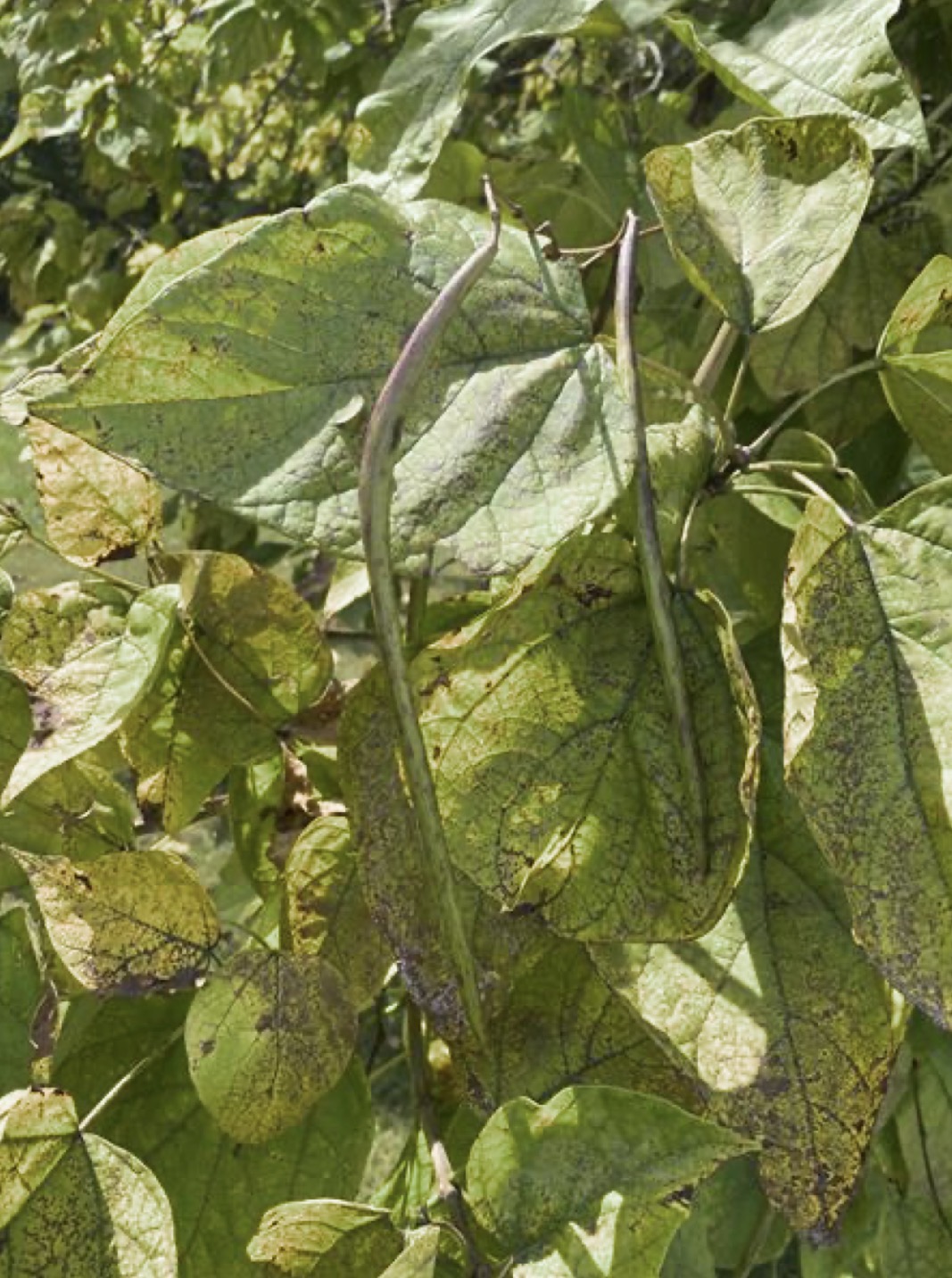 <p>southern catalpa</p>