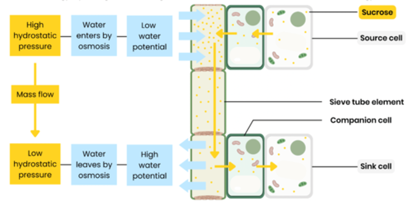 knowt flashcard image