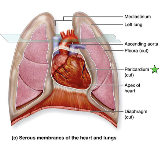 <p>The Heart→ Superficial Anatomy</p>