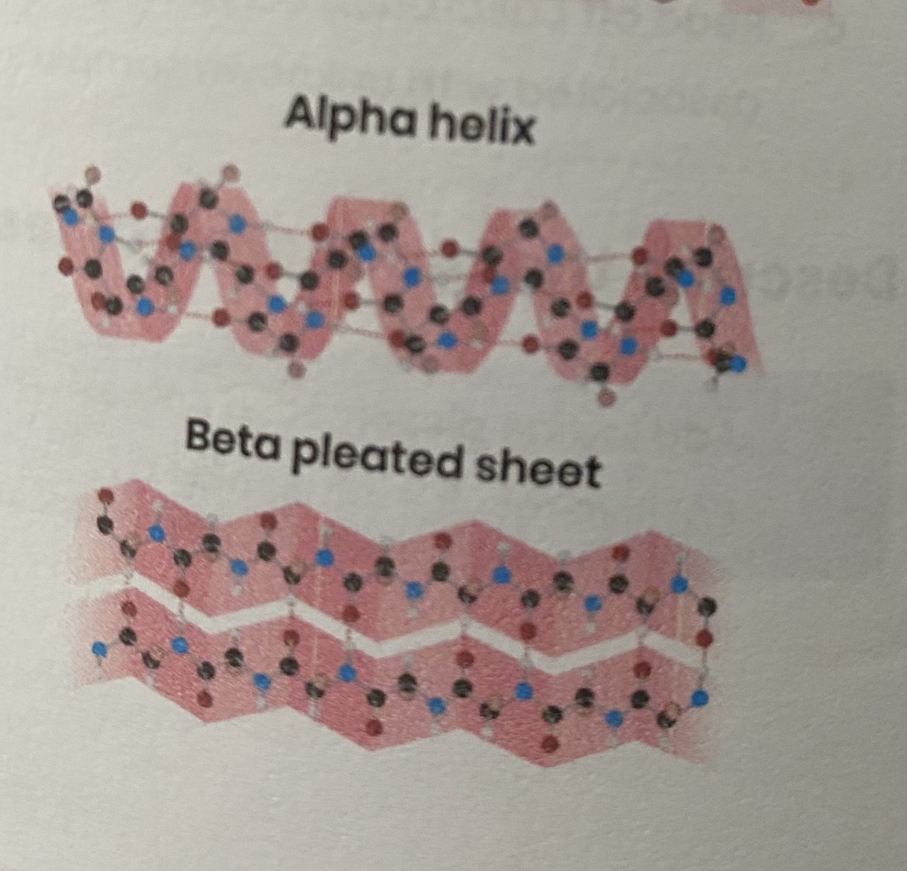 <ul><li><p>folding (repeating patterns) of polypeptide chain e.g. <strong>alpha helix/ beta pleated sheet</strong></p></li><li><p>due to <strong>hydrogen bonding</strong> between amino acids </p></li><li><p>between <strong>amine group</strong> and <strong>carboxyl group</strong> of different amino acids </p></li></ul><p></p>