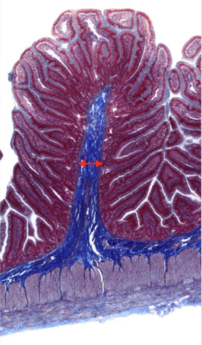 <p>contains glands and blood supply</p>
