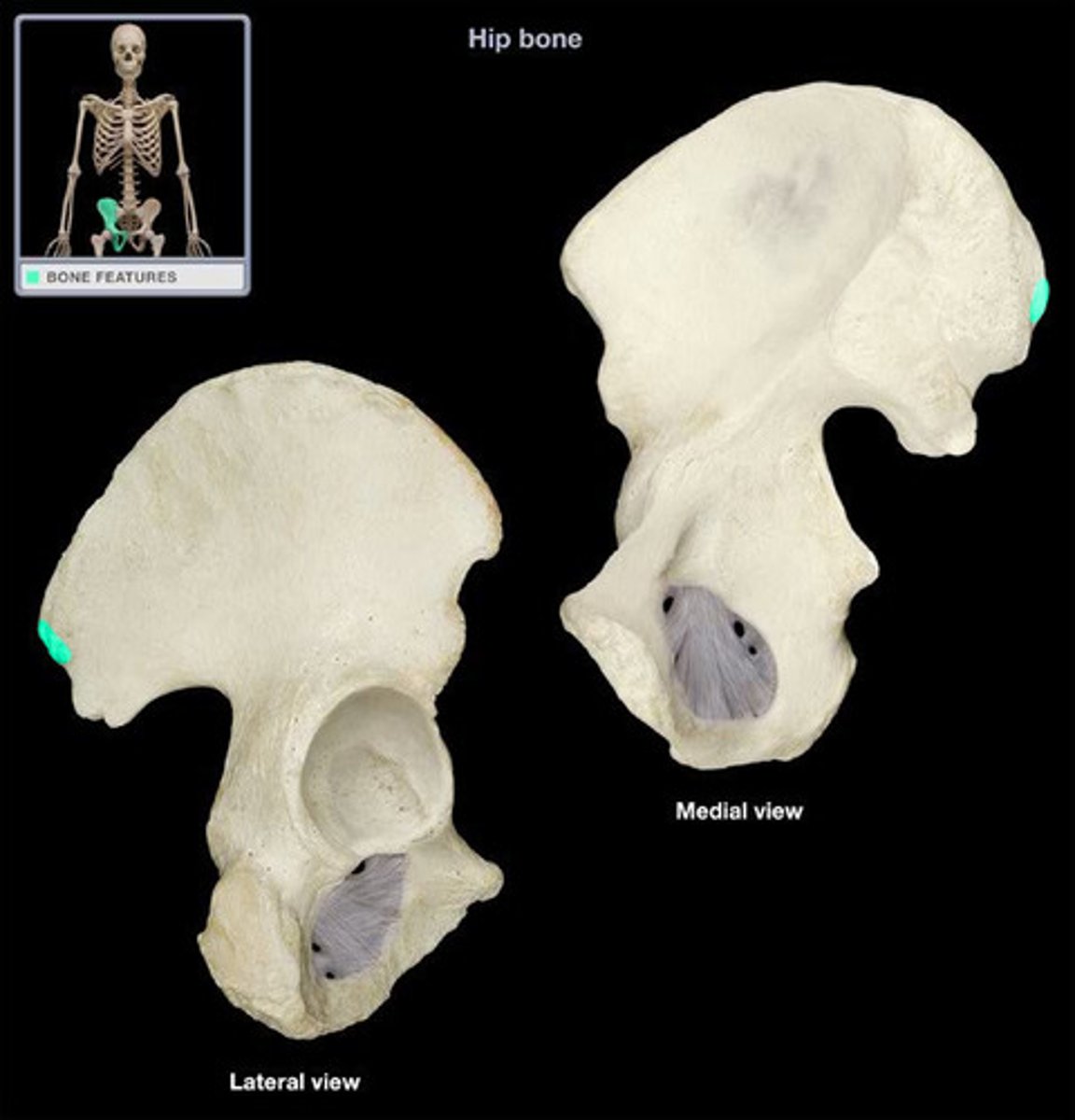 <p>posterior termination of the iliac crest</p>