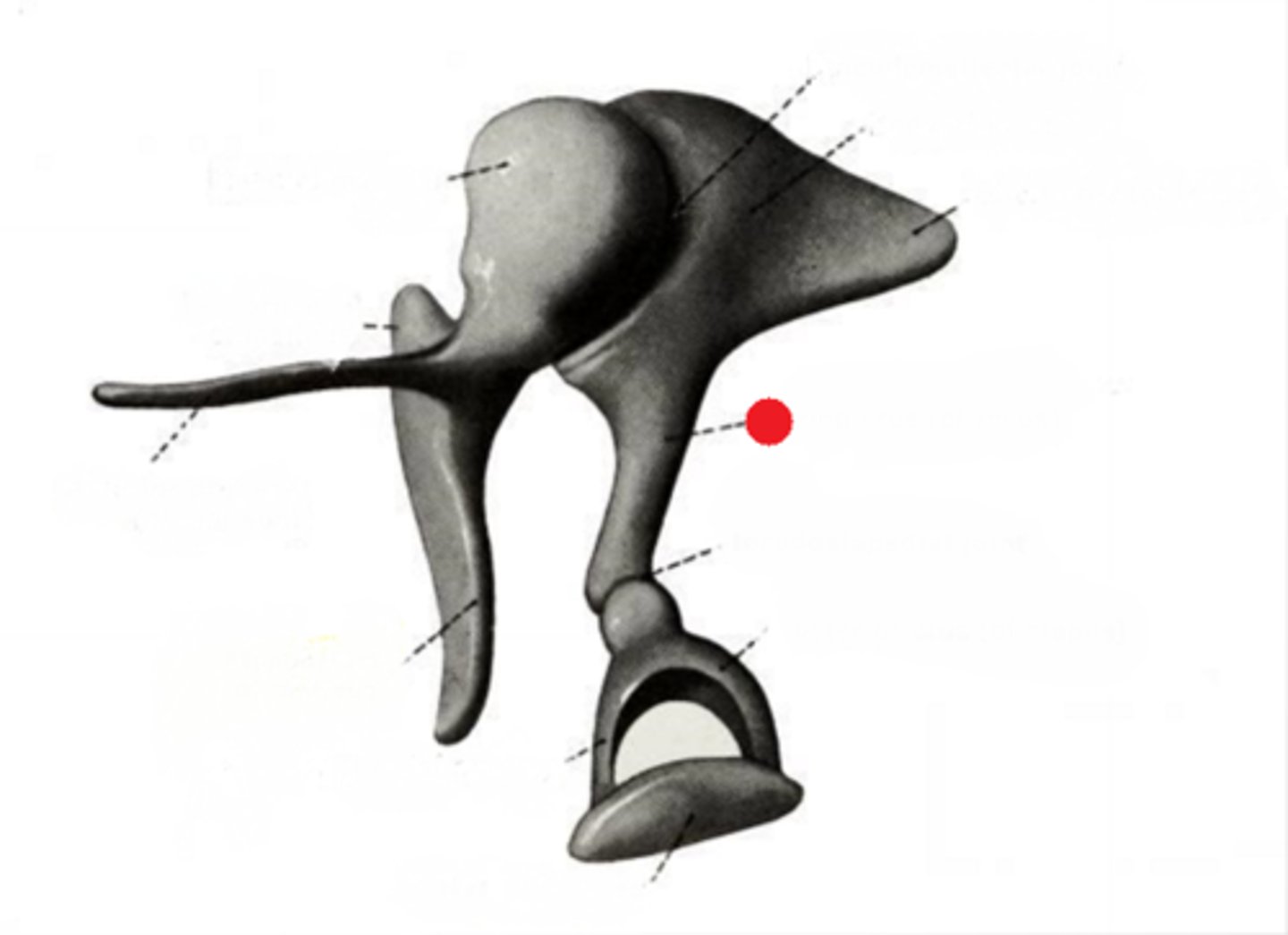 <p>extends from body of incus and attaches to head of stapes via lenticular process.</p>