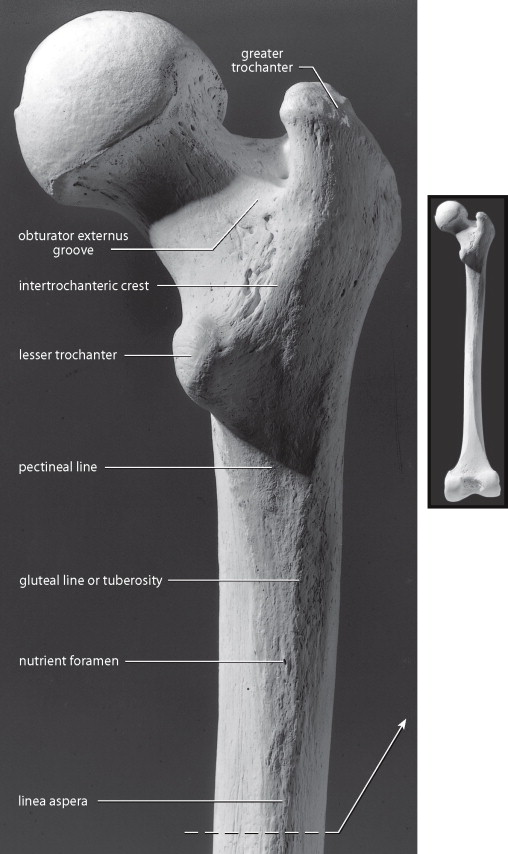 <p>pinches lateral to the head area, smoothest anteriorly</p>