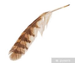 <p>feather</p>